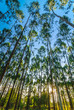 in the Eucalyptus forest