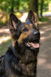 Schäferhund