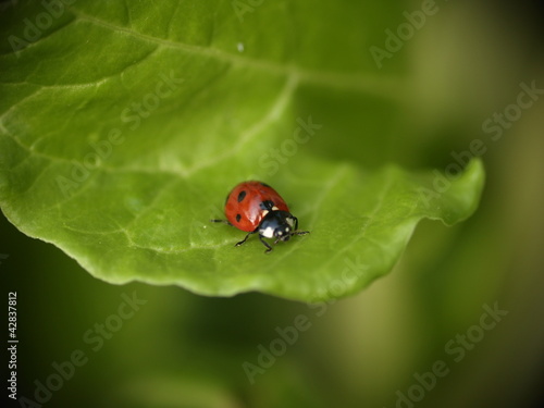 Photo: Coccinelle Coccinelle