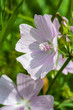 fleurs sauvages