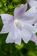 fleurs sauvages