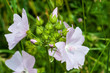 fleurs sauvages