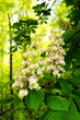 Foto: Blüte einer Roßkastanie Blüte einer Roßkastanie