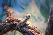 Bartagame