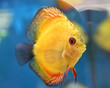 gelber Fisch im Aquarium