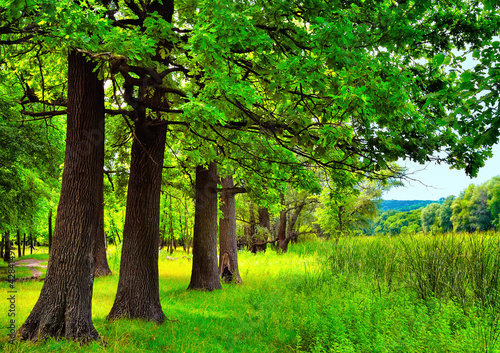 Photo: Oaks near the reeds Oaks near the reeds