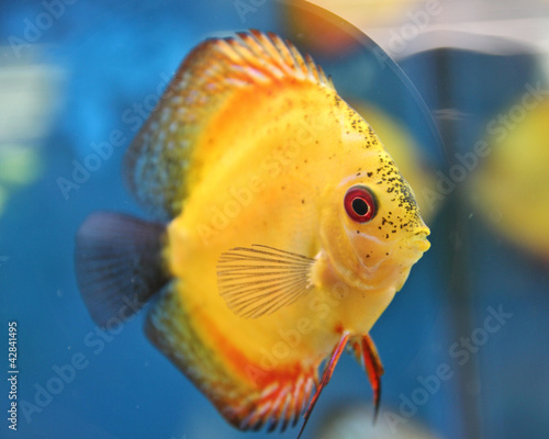 Photo: gelber Fisch im Aquarium gelber Fisch im Aquarium