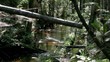 impassable river in the forest
