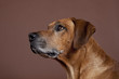 Foto: Rhodesian Ridgeback Portrait Rhodesian Ridgeback Portrait
