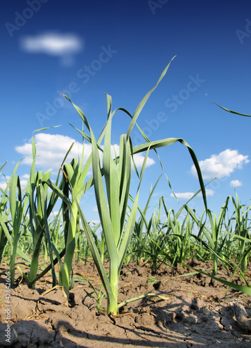 Photo: garlic plantation garlic plantation