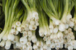 Foto: Spring onions Spring onions