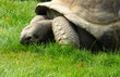 Tartaruga gigante delle Seychelles