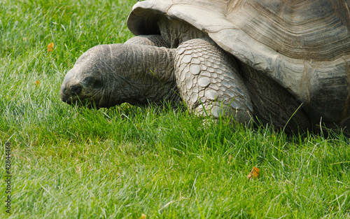 Photo: Tartaruga gigante delle Seychelles Tartaruga gigante delle Seychelles