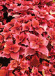 Pink Coleus
