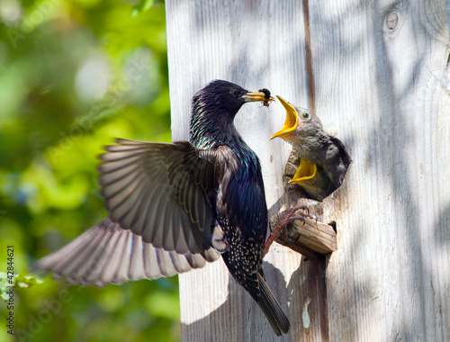 Foto: starling feed his nestling starling feed his nestling