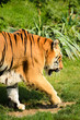 Tigre
