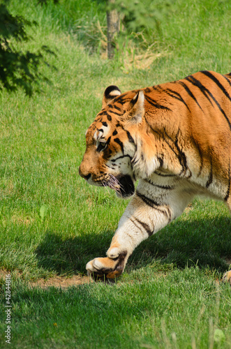 Photo: Tigre - (Panthera tigris) Tigre - (Panthera tigris)