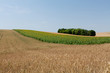 landwirtschaftliche Landschaft