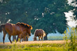 A wild horse head profile portrait