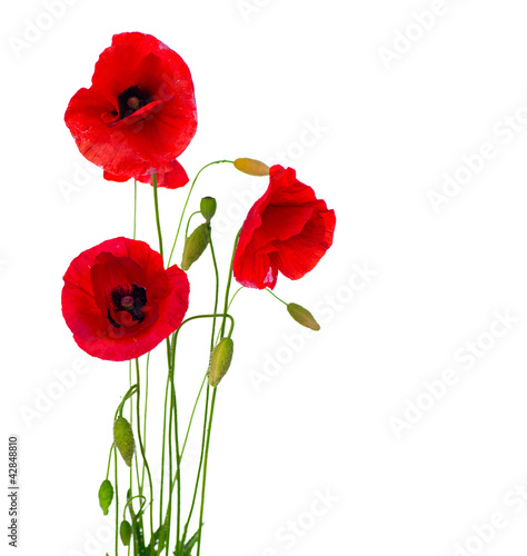  Red Poppy Flower Isolated on a White Background