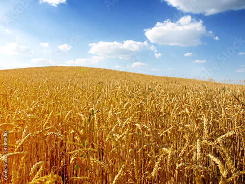 Foto: Wheat field against a blue sky Wheat field against a blue sky