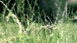 Swaying grass