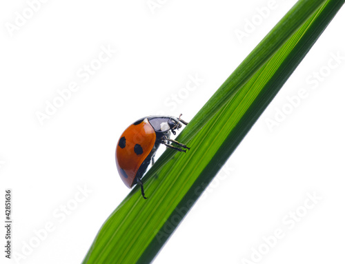 Photo: ladybug ladybug