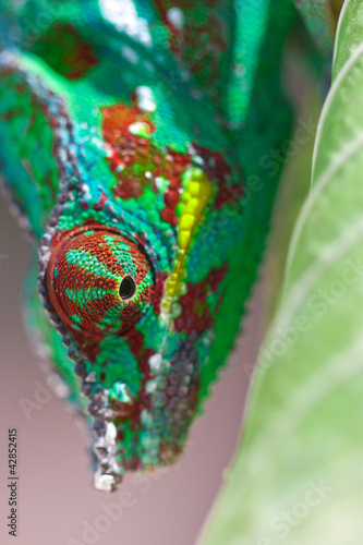Photo: caméléon caméléon