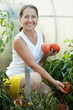 Mature woman picking  tomatoes