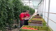 Video: Greenhouse Management Greenhouse Management