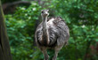 Photo: Emu (Dromaius novaehollandiae) Emu (Dromaius novaehollandiae)