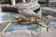 Two iguanas on the background of the water basin