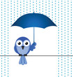 Bird sheltering from the rain