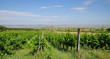 Urlaubs-und Weinort Mörbisch am Neusiedler See