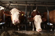 kühe im stall