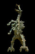 Dragon of Wawel.