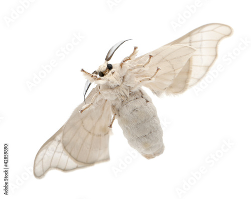 Foto: Domesticated Silkmoth, Bombyx mori Domesticated Silkmoth, Bombyx mori