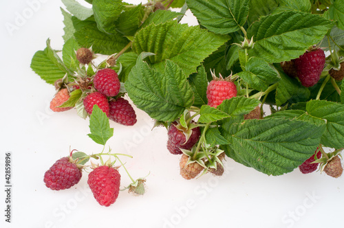 Photo: Raspberry Raspberry