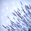 Photo: Lavender flower field background Lavender flower field background