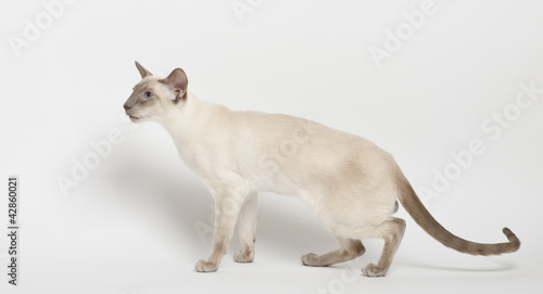 Photo: Siamese cat against white background Siamese cat against white background