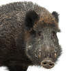 Wild boar, also wild pig, Sus scrofa, 15 years old
