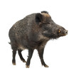 Wild boar, also wild pig, Sus scrofa, 15 years old