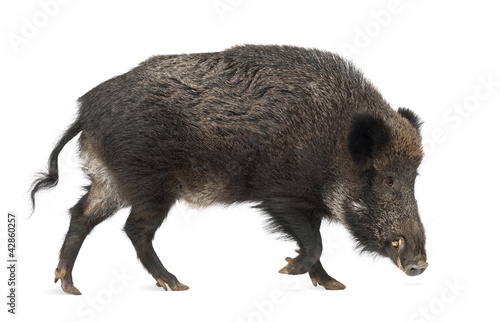 Photo: Wild boar, also wild pig, Sus scrofa, 15 years old Wild boar, also wild pig, Sus scrofa, 15 years old
