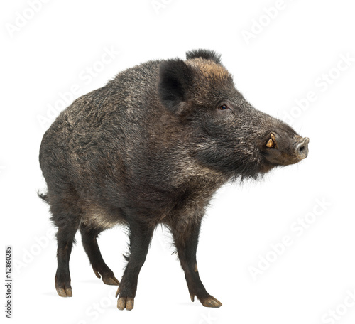 Photo: Wild boar, also wild pig, Sus scrofa, 15 years old Wild boar, also wild pig, Sus scrofa, 15 years old