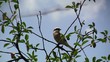 Bird Robin