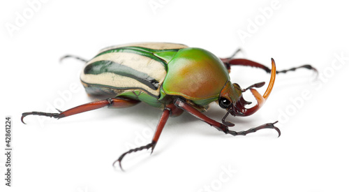 Photo: Male Flamboyant Flower Beetle or Striped Love Beetle Male Flamboyant Flower Beetle or Striped Love Beetle