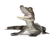 Spectacled Caiman, Caiman crocodilus