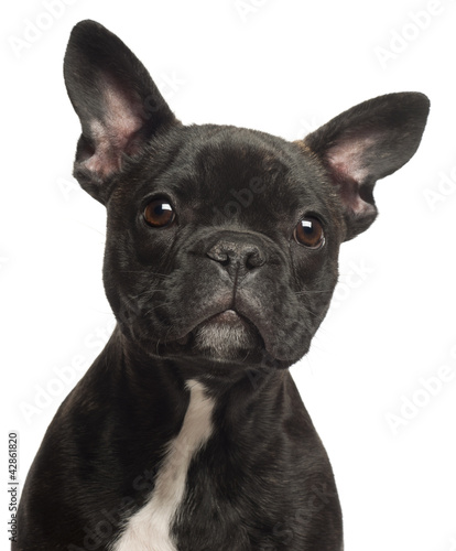 Photo: French bulldog puppy, 5 months old French bulldog puppy, 5 months old