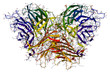Invertase, an enzyme that catalyzes the breakdown of sucrose