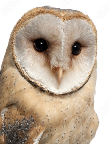 Photo: Barn Owl, Tyto alba, 4 months old Barn Owl, Tyto alba, 4 months old